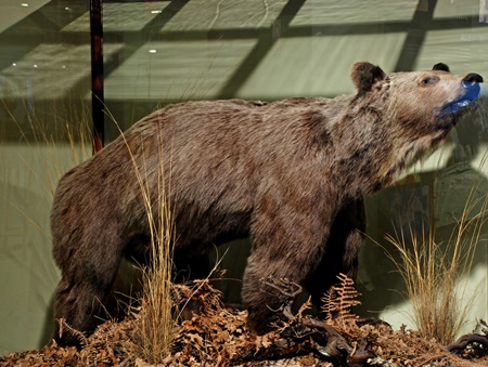 El oso hoy disecado en el Museo Nacional de Ciencias Naturales