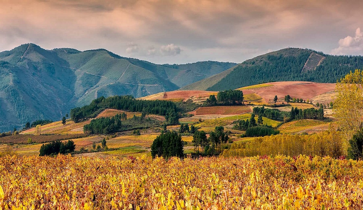 La Ruta del vino del Bierzo. Bierzo Enoturismo.