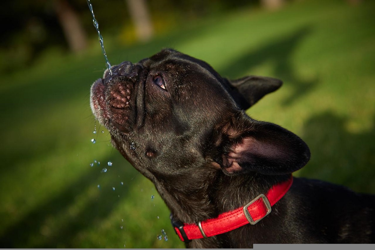 Protege a tu mascota del calor con estas recomendaciones. Pixabay