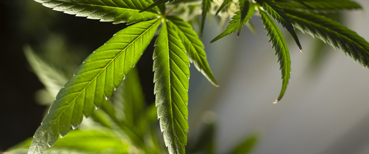 Cannabis medicinal en España: lo que permite y lo que prohíbe la nueva regulación del Gobierno