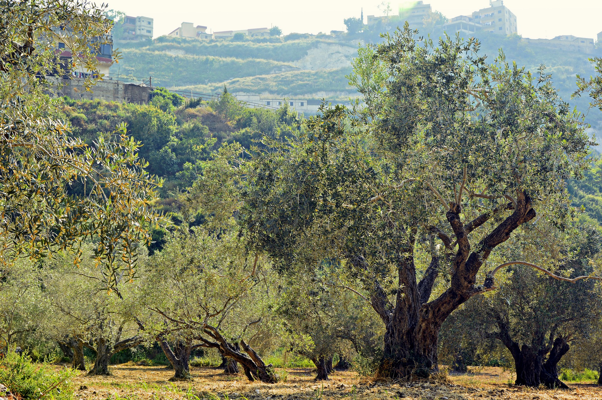 Encuentran evidencias del cultivo de olivo más antiguo del mundo