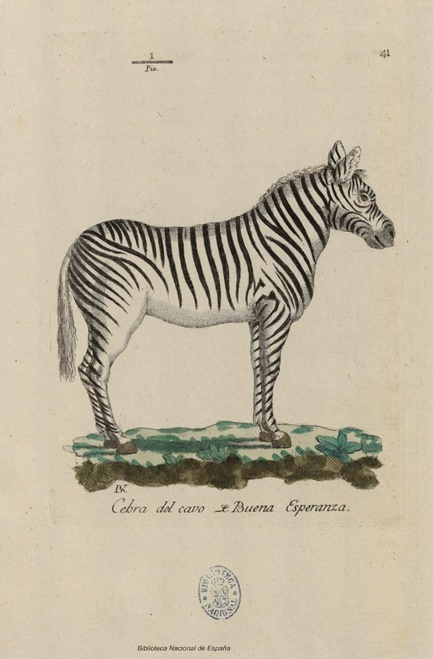 Juan Bautista Bru y sus estupendos dibujos (incluida esta cebra sudafricana) están aún por descubrir