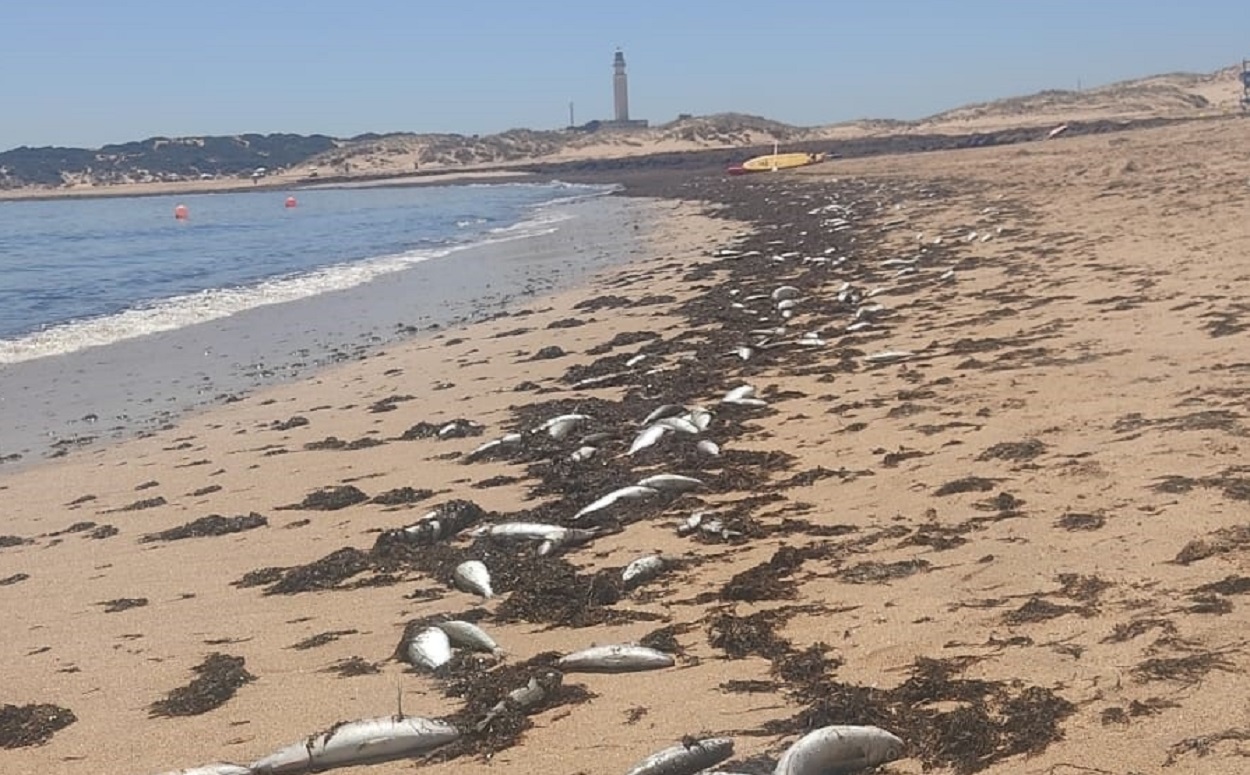 Peces muertos en la orilla de la playa de Marisucia en Los Caños de Meca. EP.