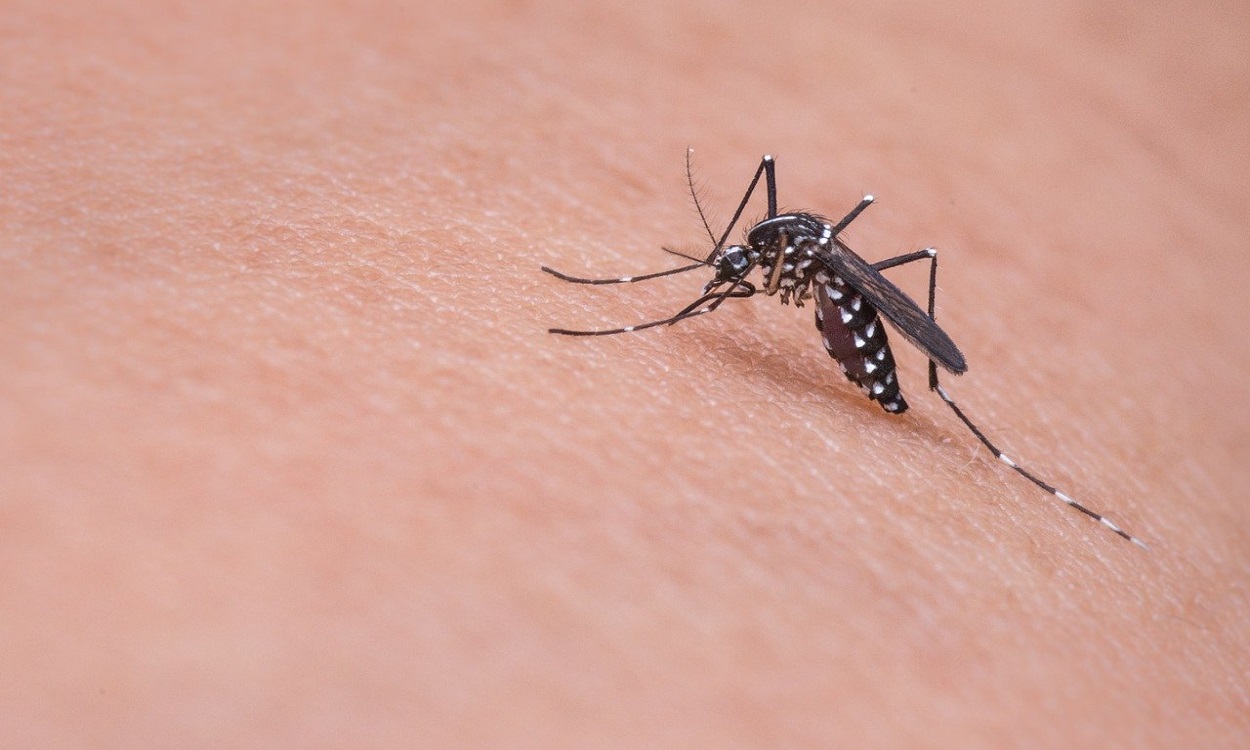 La mejor alternativa para ahuyentar a los mosquitos, según la OCU