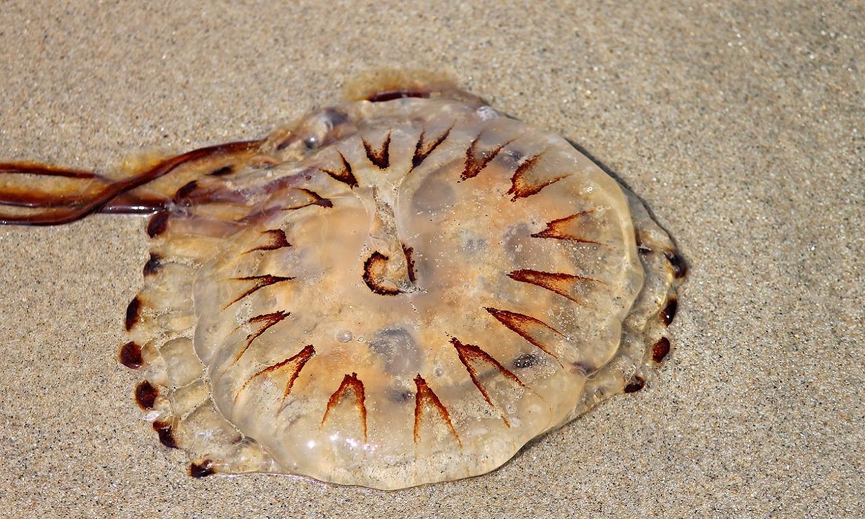 Imagen de una medusa en la playa. Pixabay