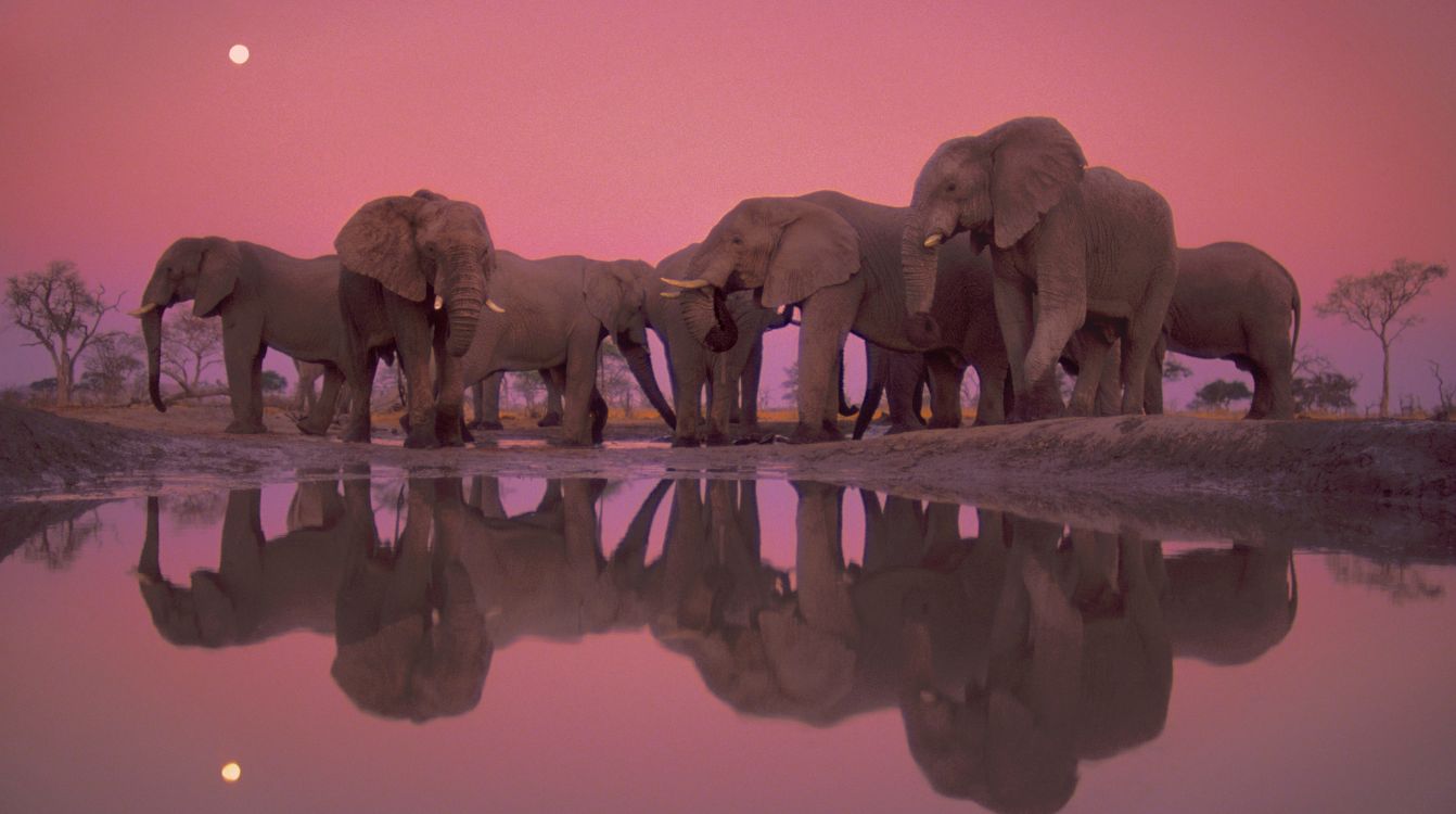 Elefantes en el Parque Nacional de Chobe   Botsuana  . Fotógrafo  Frans Lanting   National Geographic.