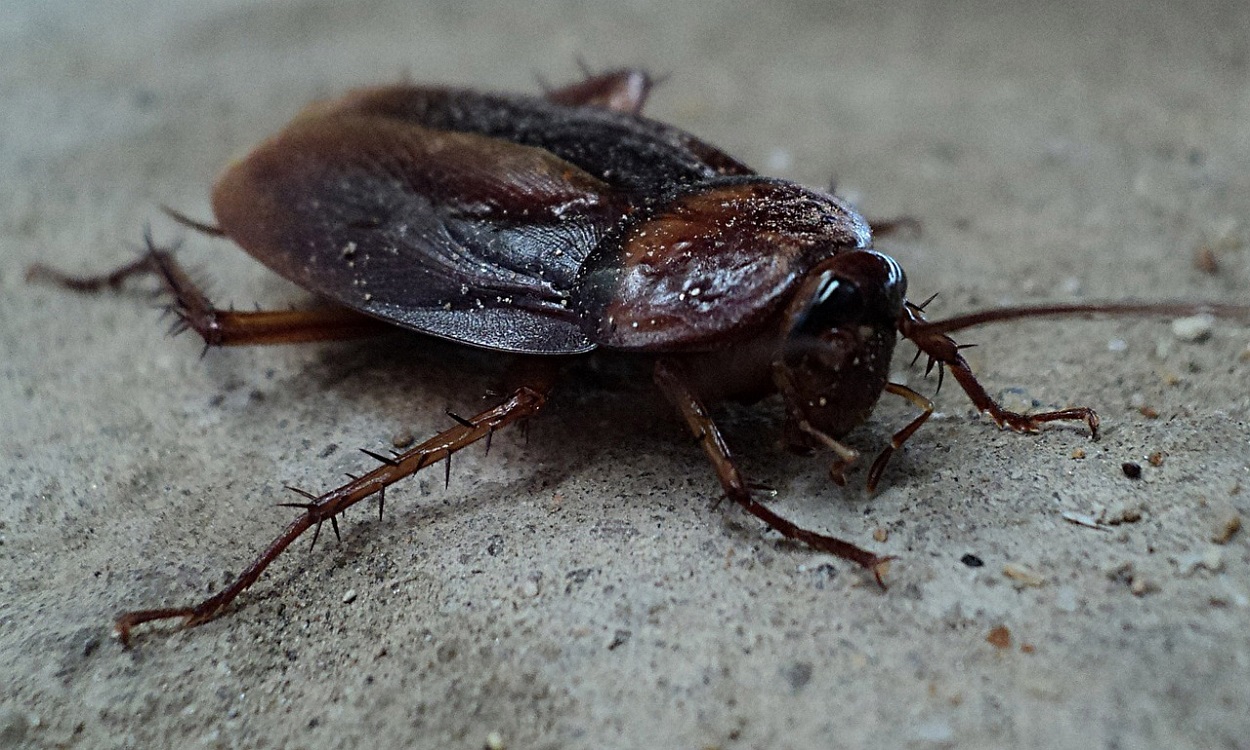 Imagen de una cucaracha. Pixabay