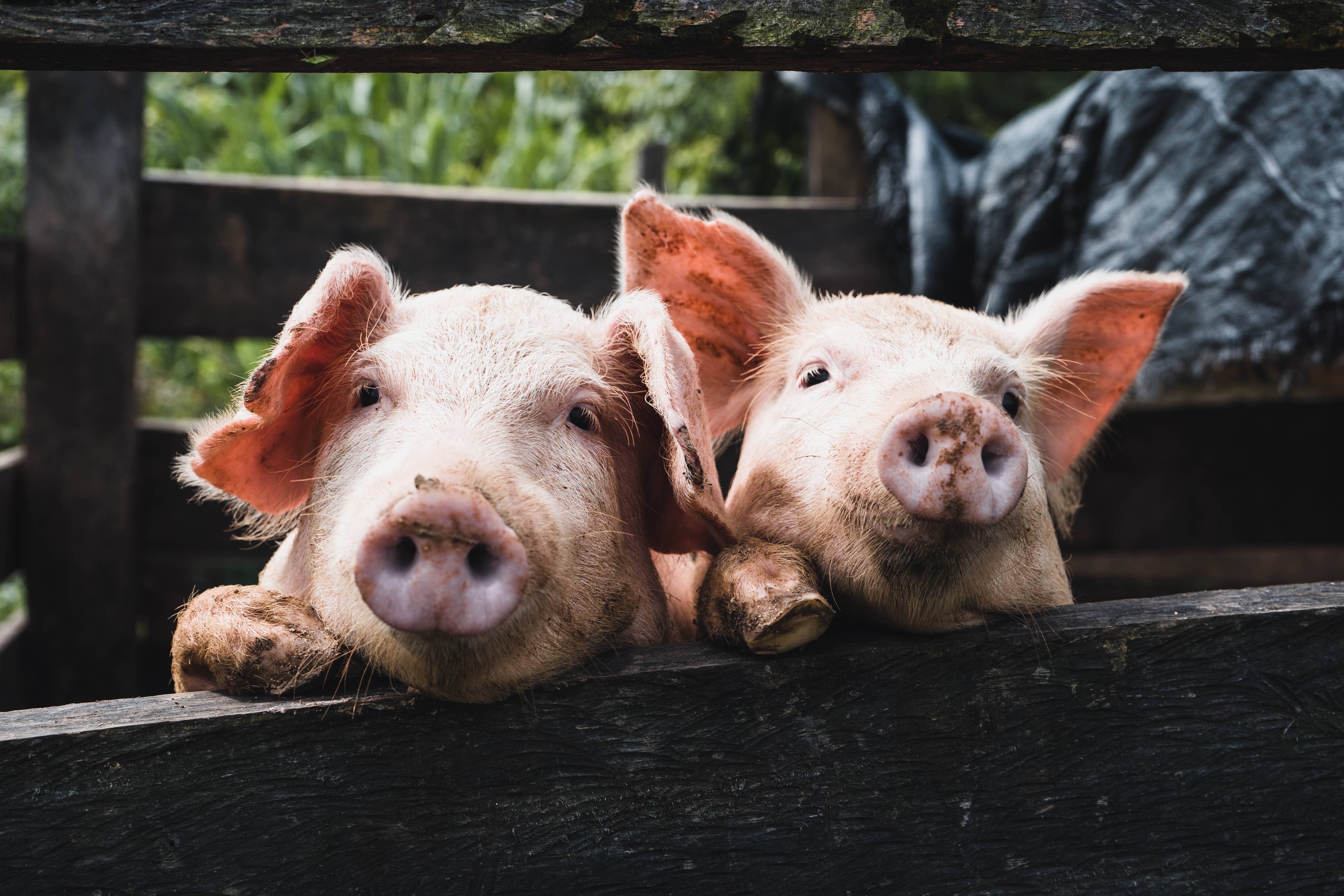 Lidl suma esta propuesta a otras vinculadas a la sostenibilidad y el bienestar animal