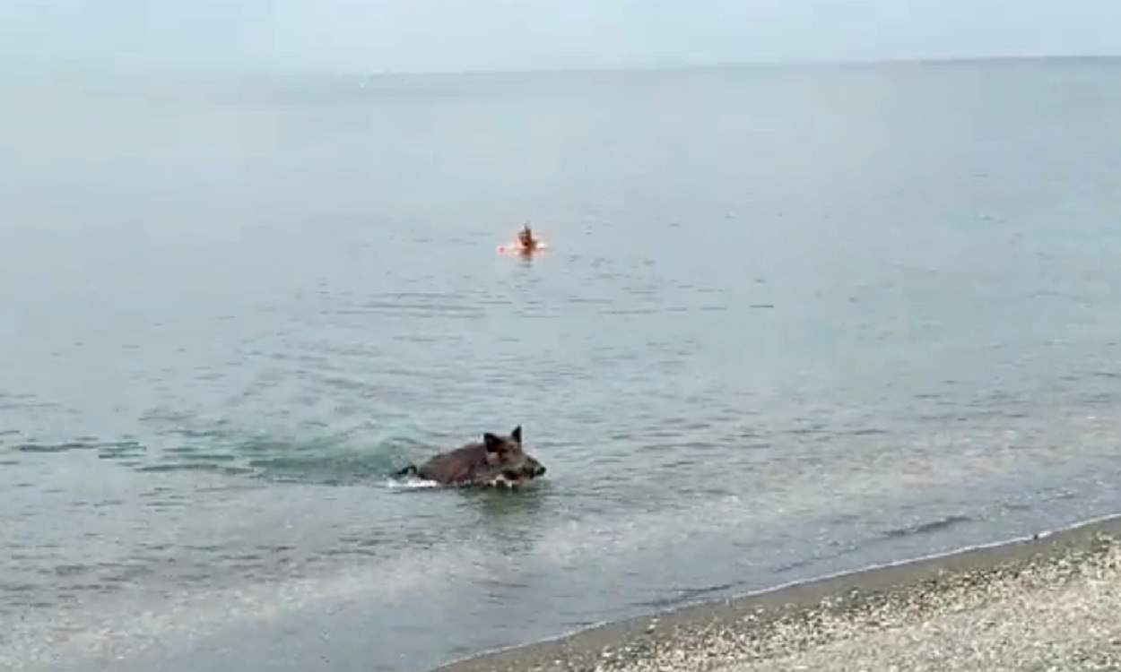 Un jabalí se baña en una playa de Málaga. Twitter