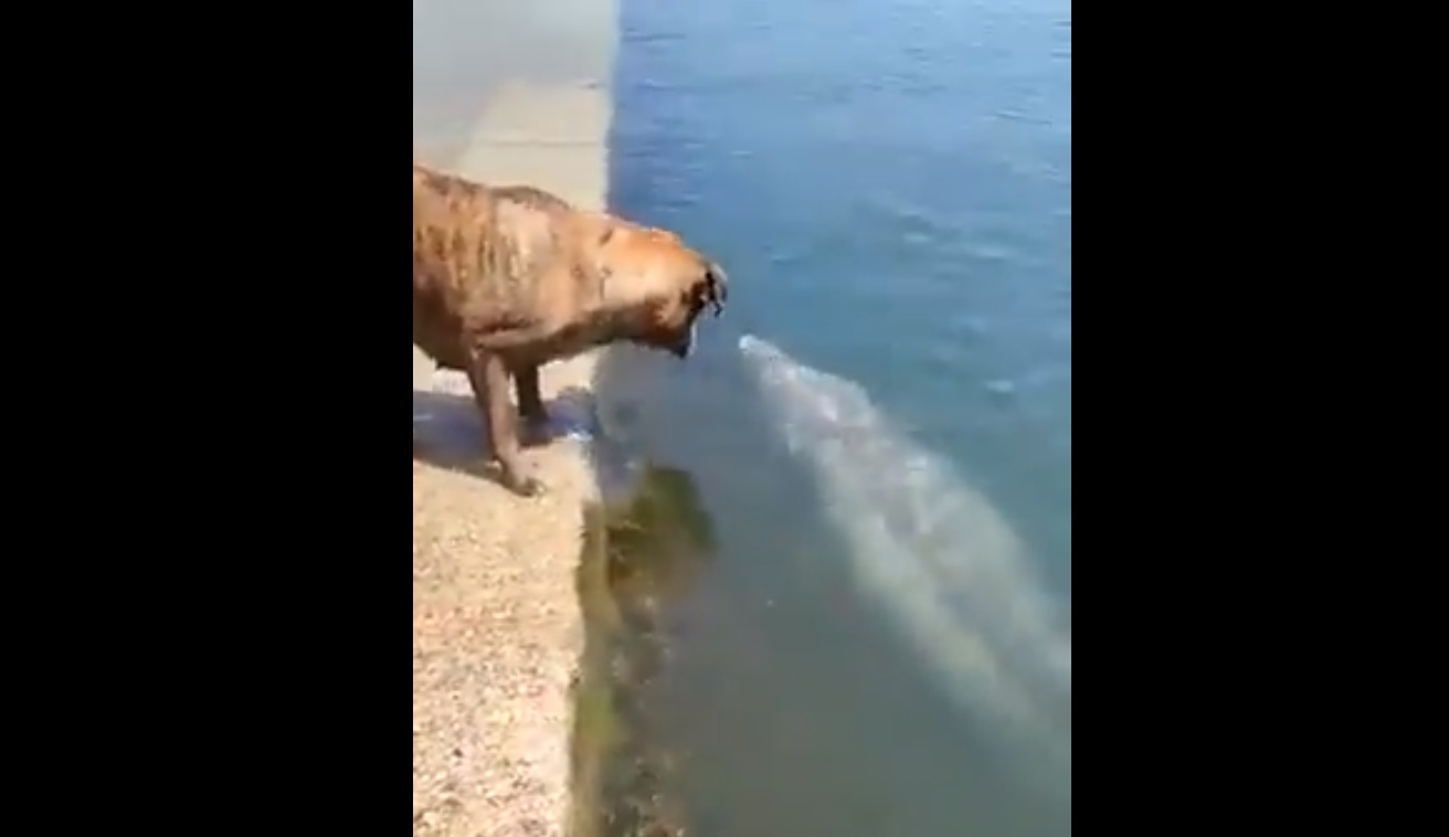 Un perro y un delfín juegan en Galicia. Twitter