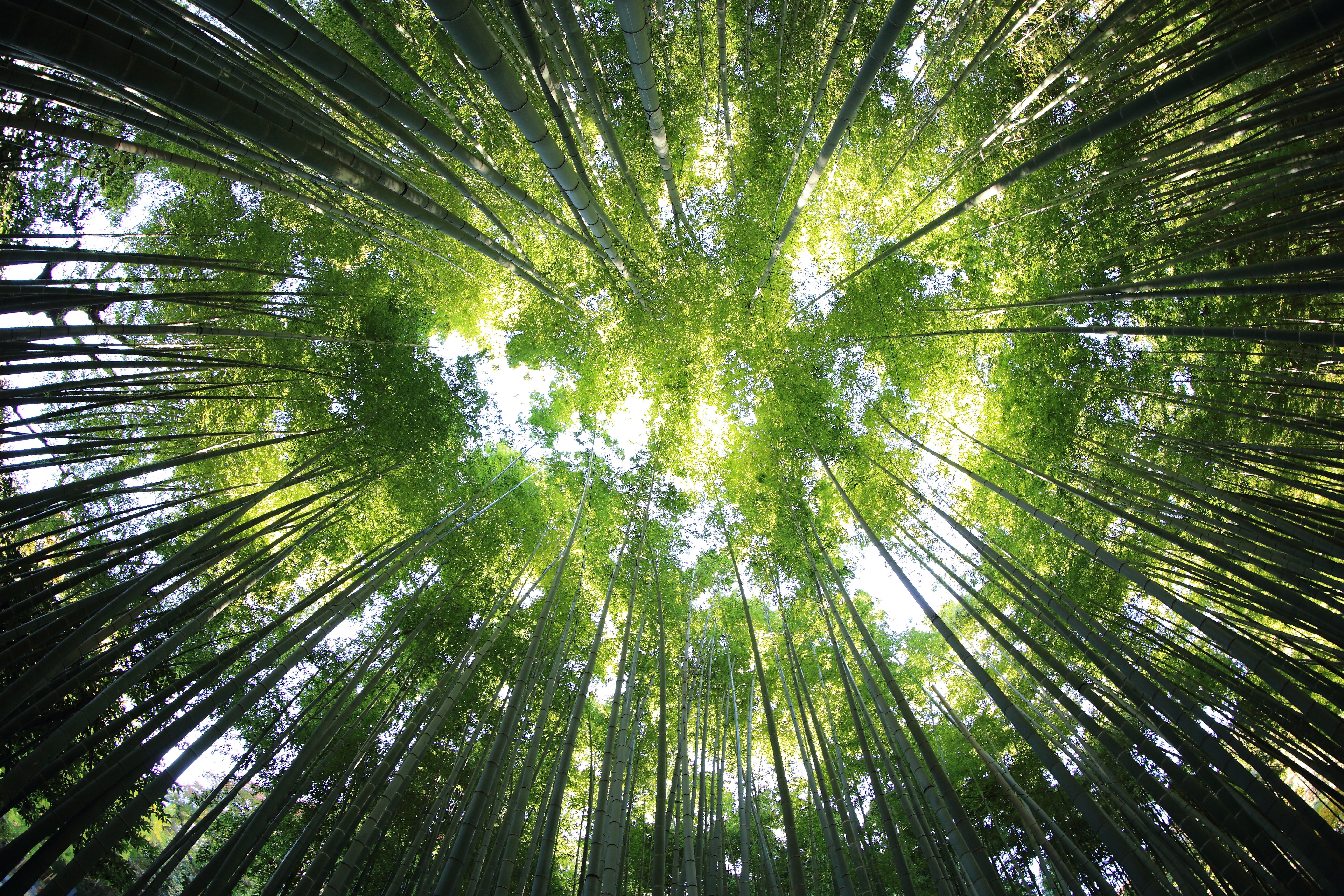  La recuperación supone volver a ver en el paisaje quemado las especies de árboles, arbustos y flores que devoraron las llamas