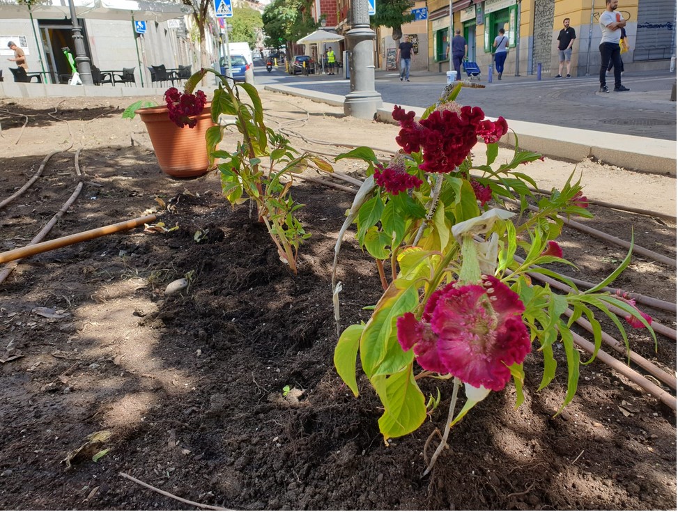 Huerto urbano de la Plaza de Lavapiés