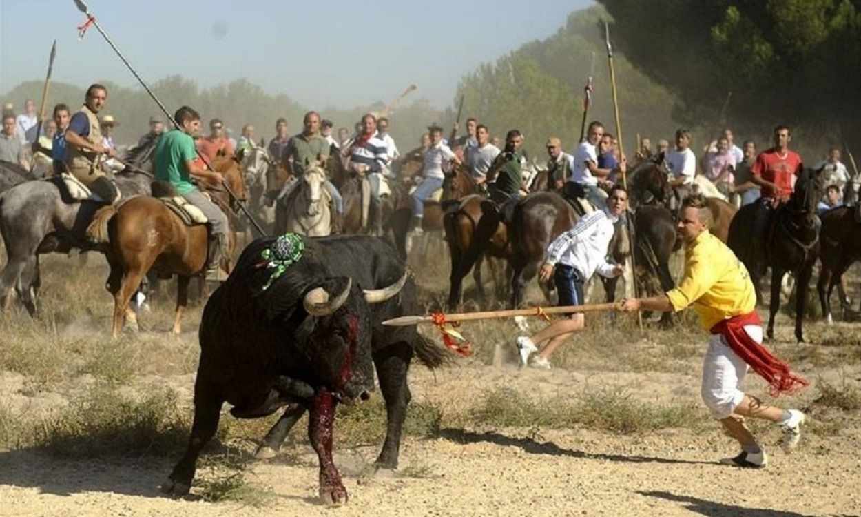 Imagen del Toro de la Vega, en Tordesillas en 2019. EP