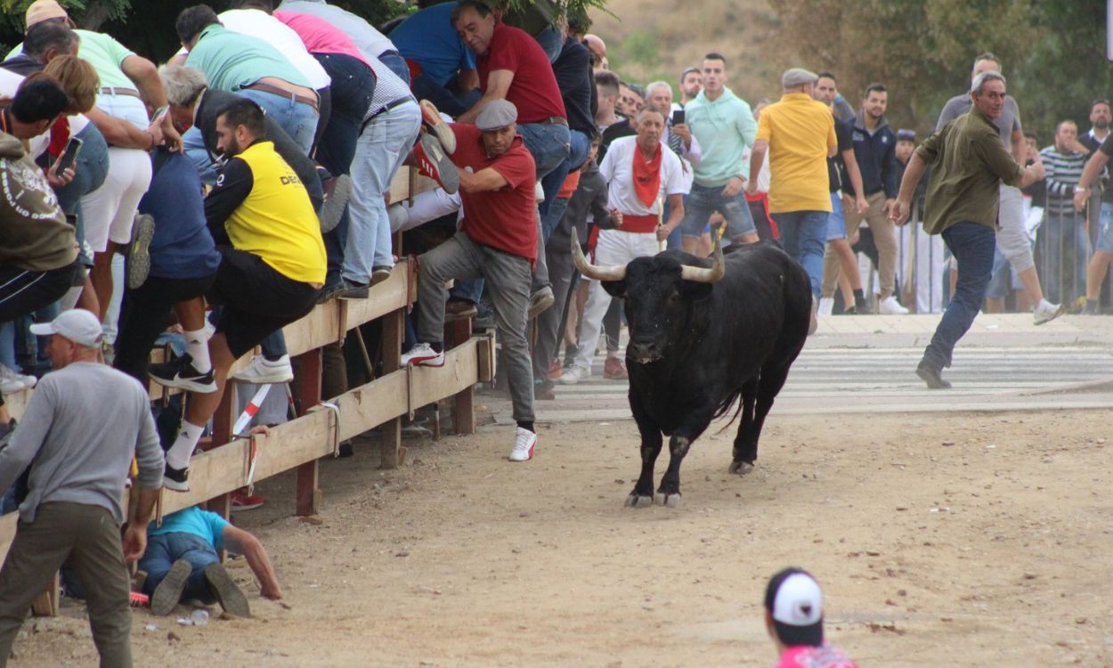 Torneo del Toro de la Vega en Tordesillas, Castilla y León. Imagen: Franca Velasco.