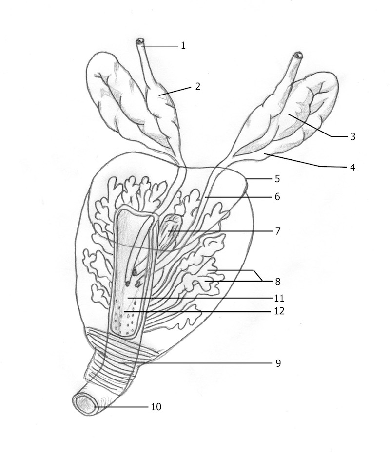 Prostate et vesicules seminales