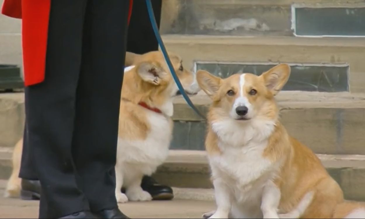 Los corgis de la reina Isabel II en el funeral en Windsor.