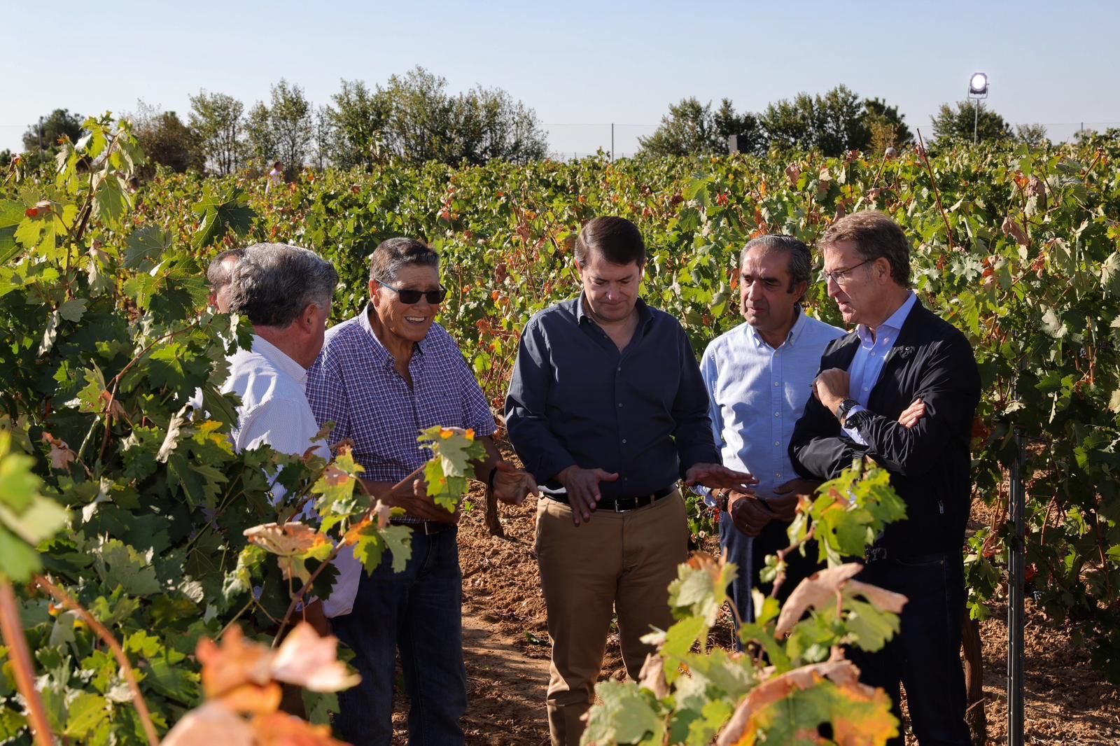 Feijóo y Mañueco durante la visita a los viñedos de Ribera del Duero en Burgos. PP