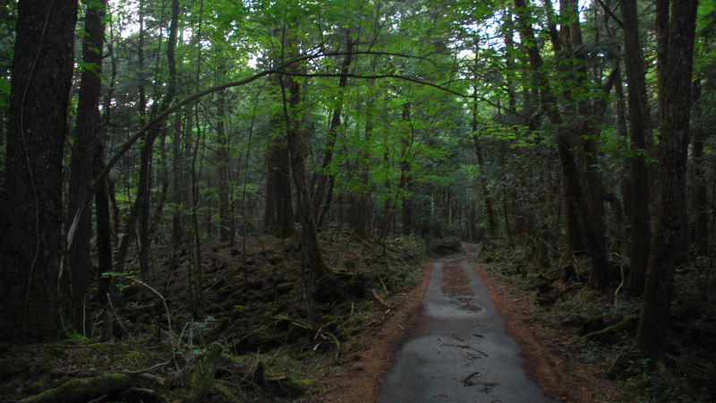 Aokigahara.