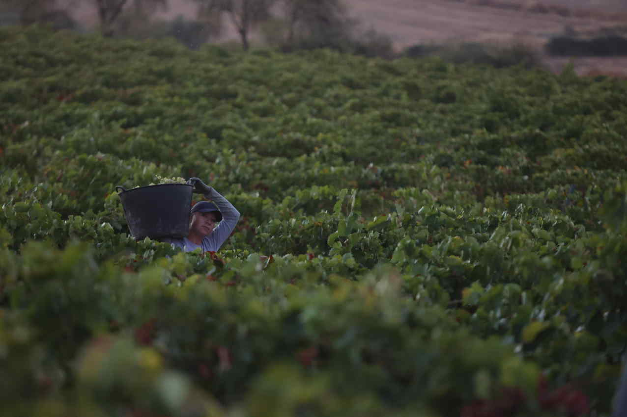 Un vendimiador recoge uvas para la temporada de vendimia. Europa Press