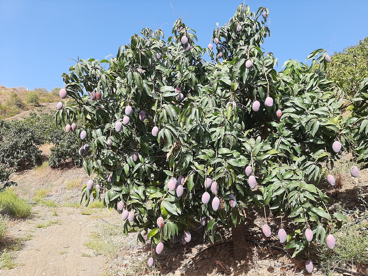 La Axarquía malagueña se asfixia y su “oro verde”, los subtropicales, se secan. JLV.