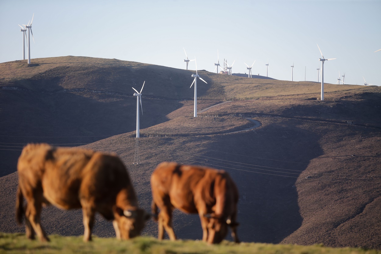 Imagen de vacas pastando frente aerogeneradores del parque eólico de Montouto, en la Serra do Xistral en la comarca lucense da Terra Cha (Foto: Europa Press / Archivo).