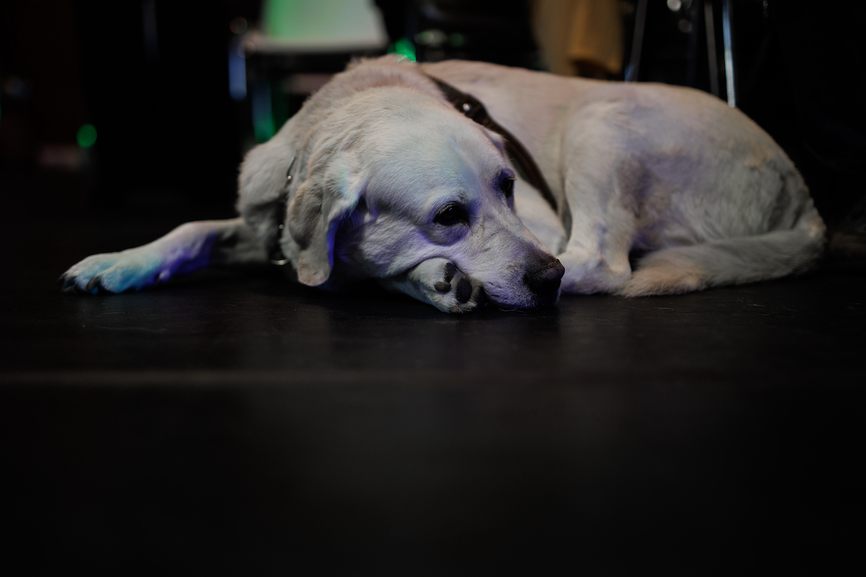 Un perro guía de la ONCE durante el XI Congreso estatal de la ONCE