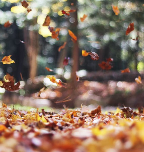 Hojas en otoño