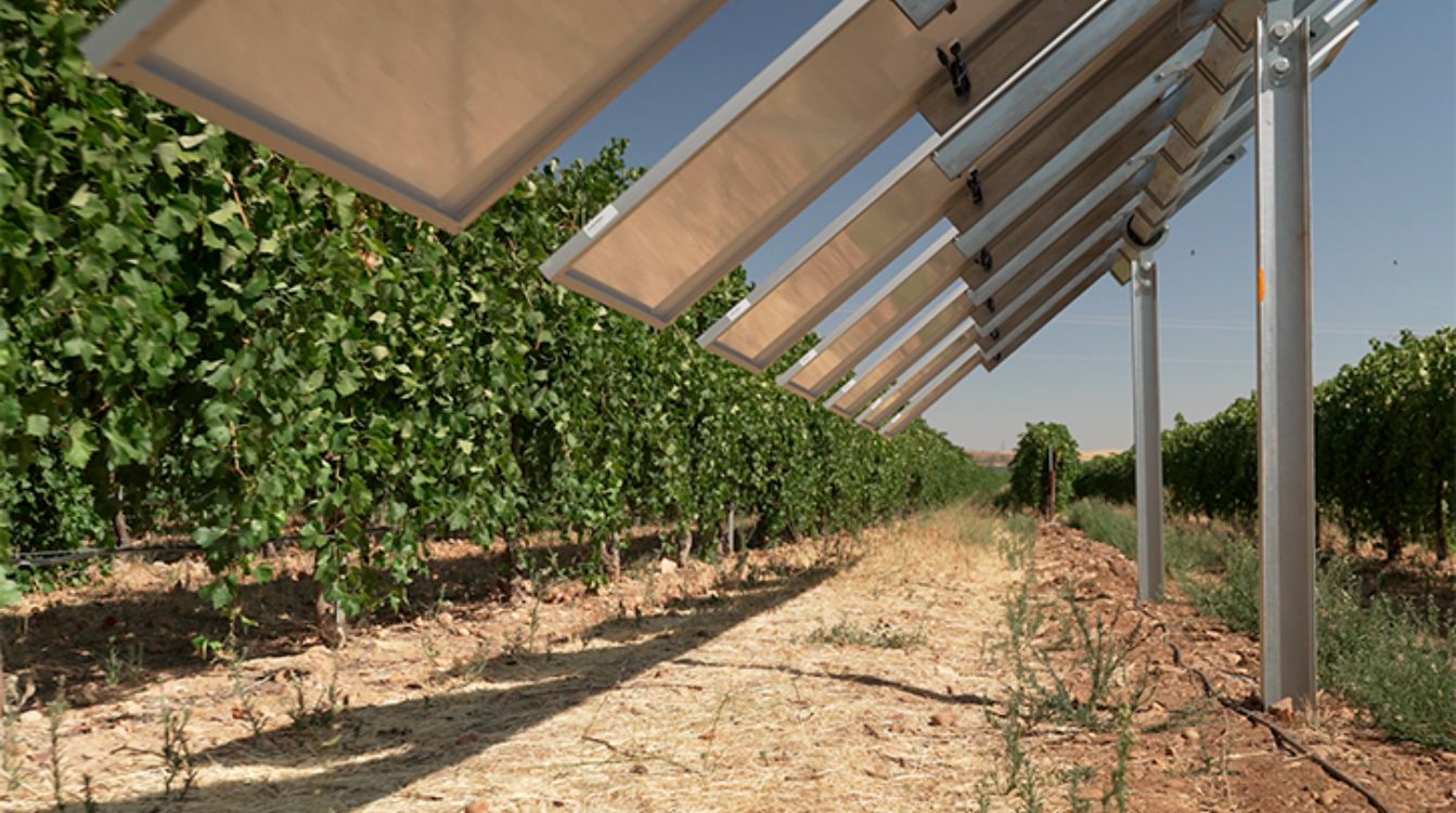 Esta instalación de autoconsumo mejorará la calidad de la uva protegiendo a las viñas con las sombras de los paneles gracias a seguidores inteligentes