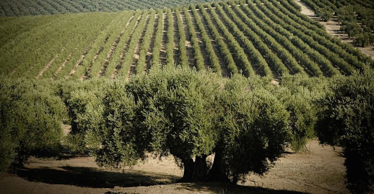 Olivares en Jaén.