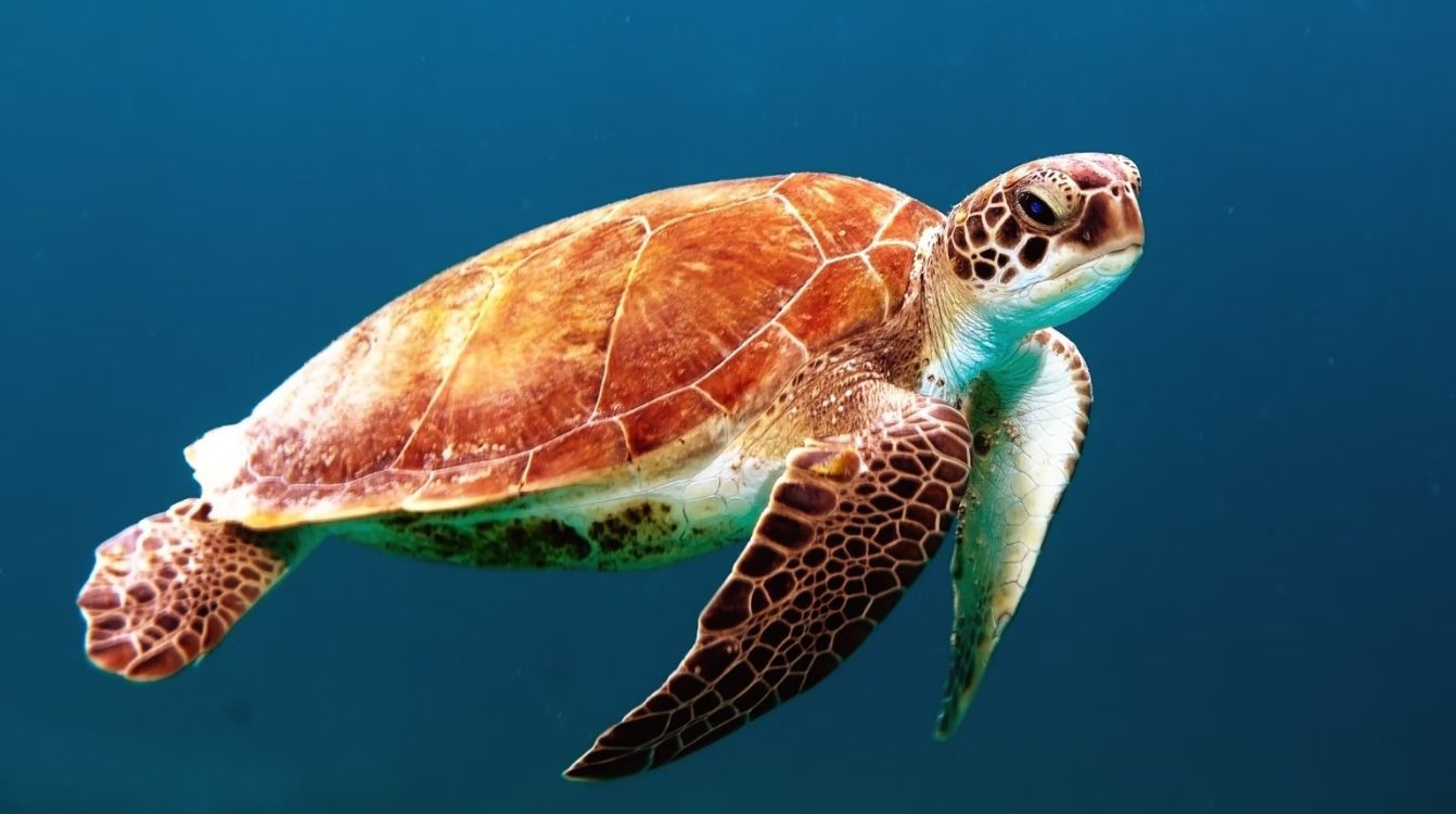 La supervivencia de animales marinos es pilar fundamental del equilibrio ecológico - Unsplash