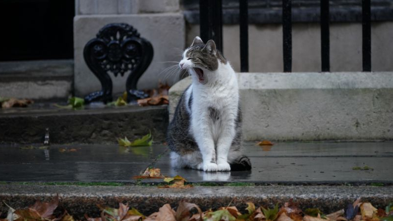 Larry, el gato de Downing Street, en una imagen de archivo. EP.