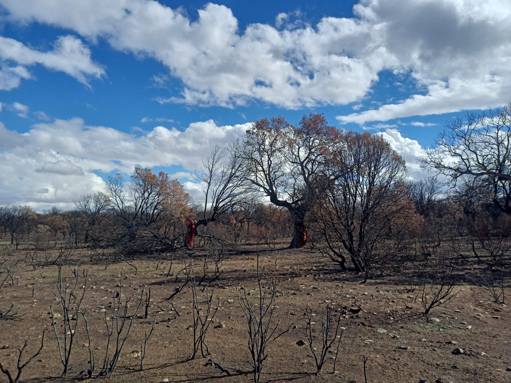 Héctareas quemadas tras el incendio de Loacio (Zamora). Imagen de Franca Velasco.