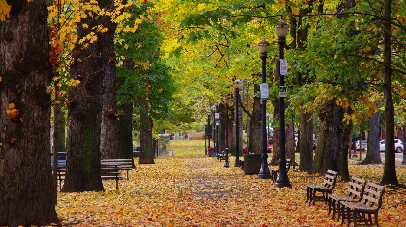 Árboles de la ciudad de Portland © LO Kin hei Shutterstock