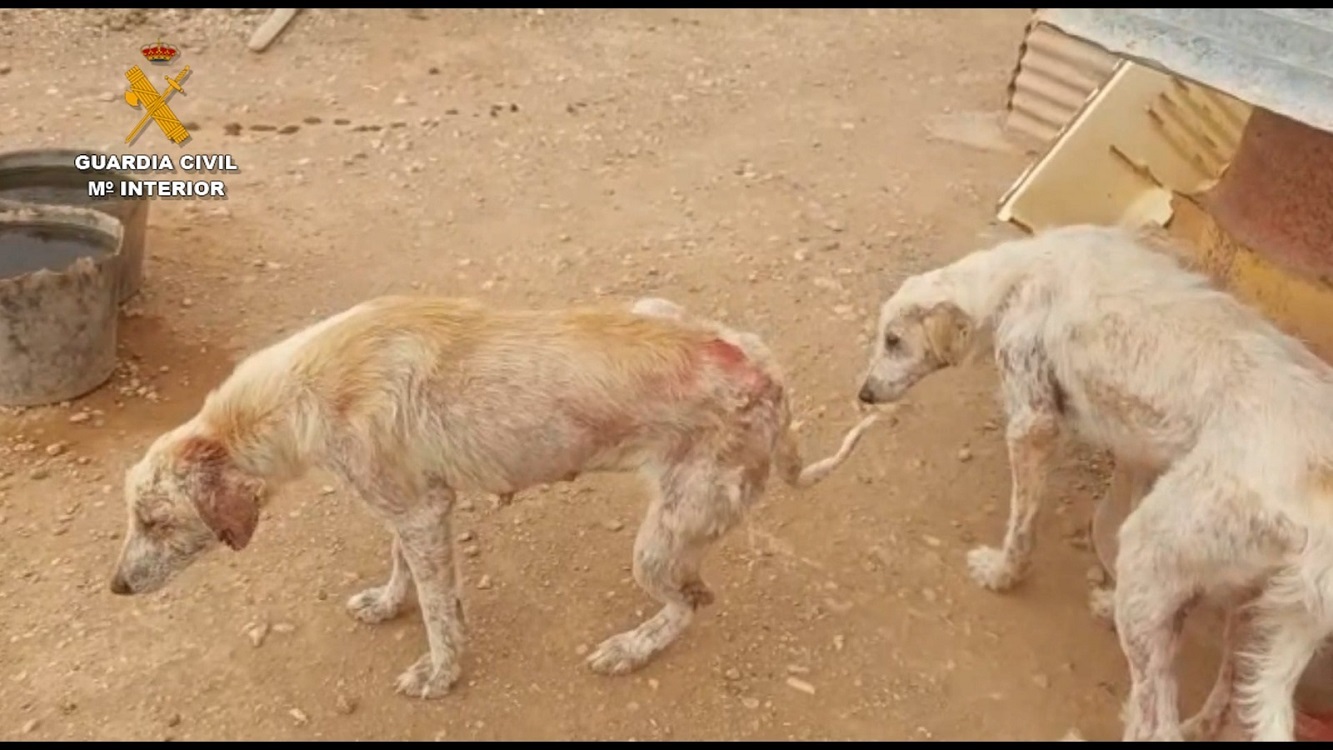 Estado de dos de los animales maltratados. Guardia Civil - EP.