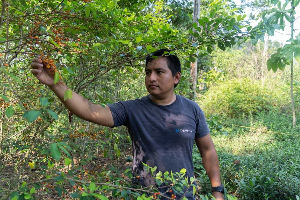 La erradicación forzada de los cultivos de coca no funciona, es necesario apostar por el desarrollo alternativo