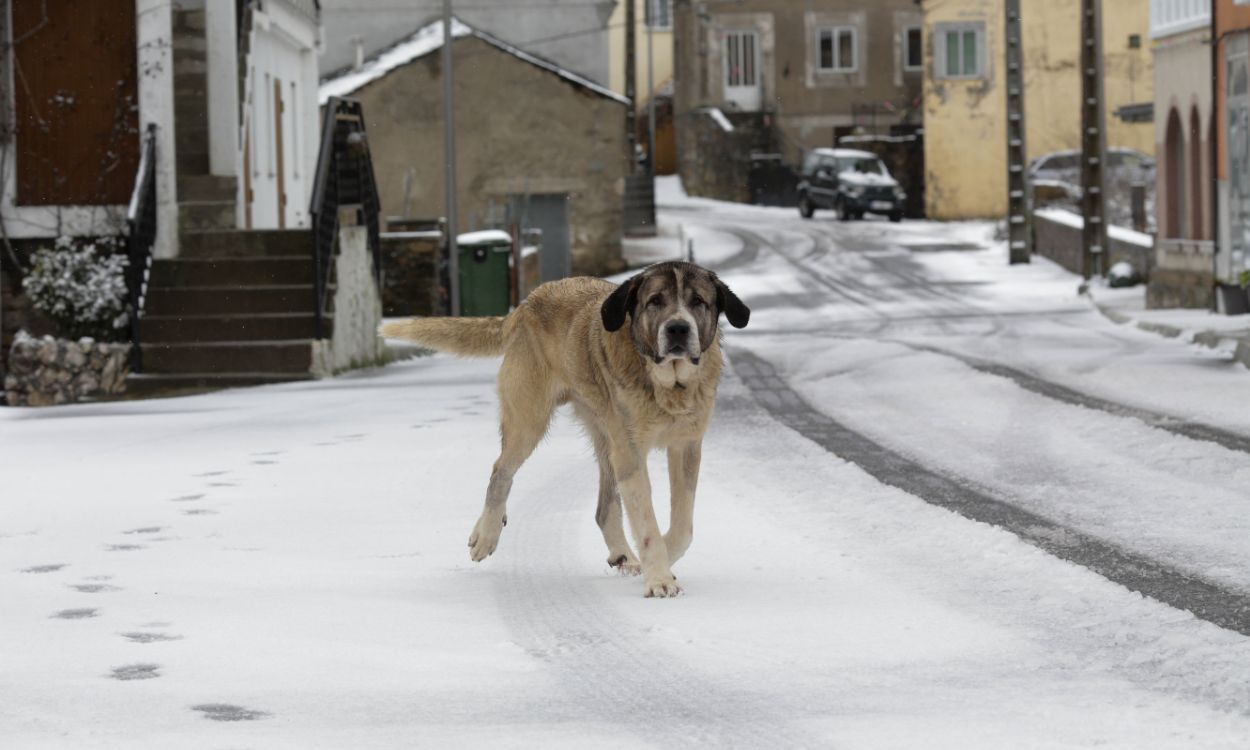 Un perro camina por una acera nevada, a 17 de enero de 2023, en Pedrafita do Cebreiro, Lugo, Galicia (España). EP.