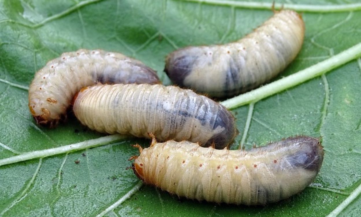 Larvas de escarabajo