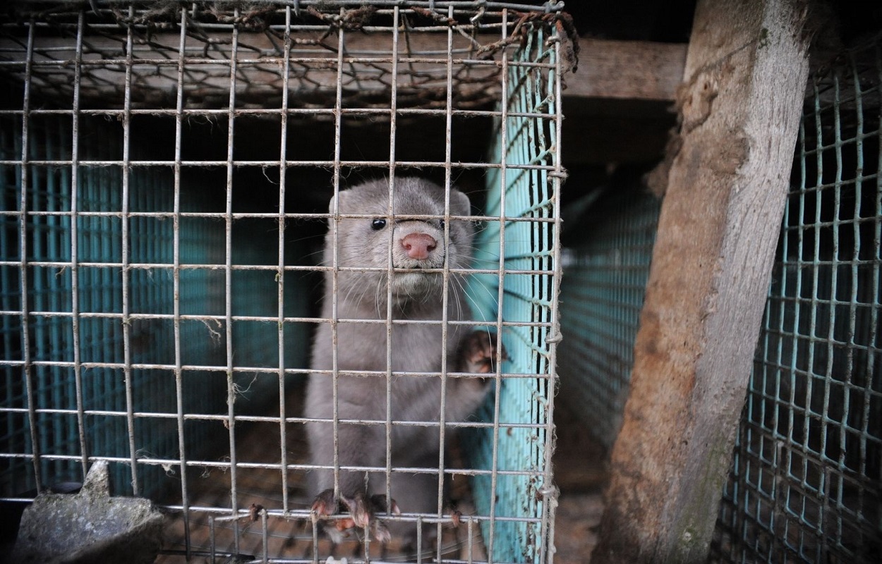 Un visón en una granja. WWF