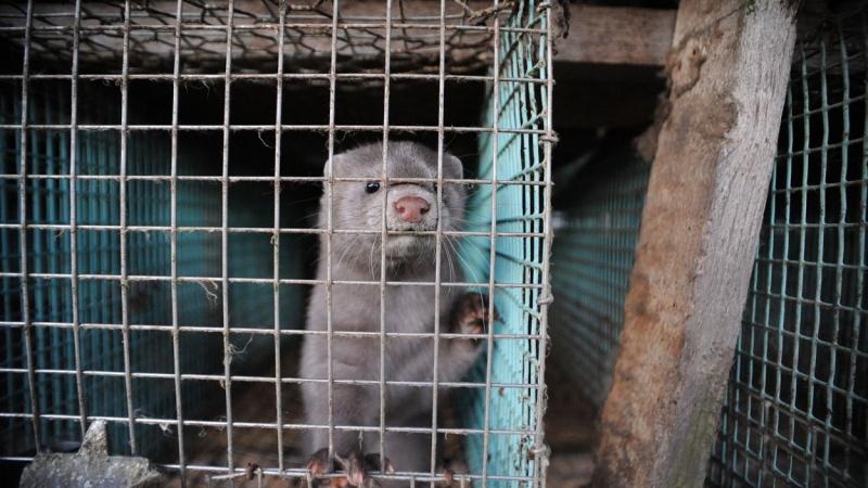 Un visón en una granja. WWF