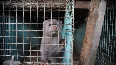 Un visón en una granja. WWF