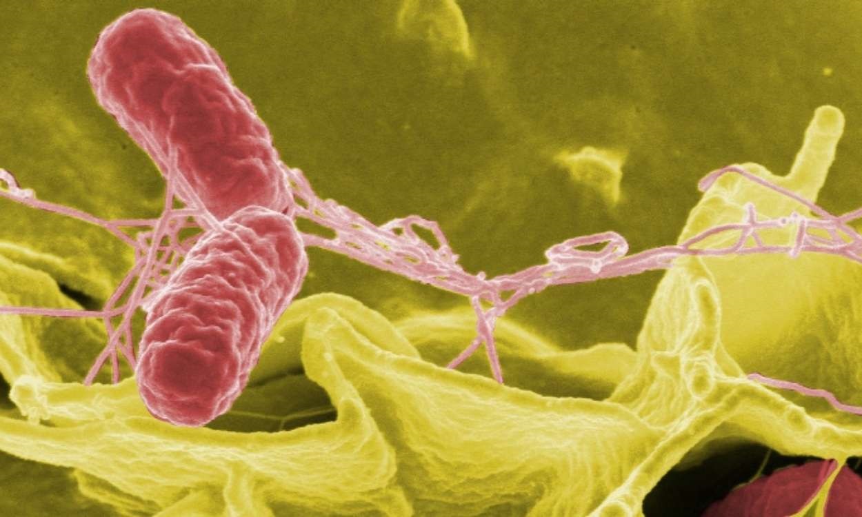 Bacteria de la salmonelosis