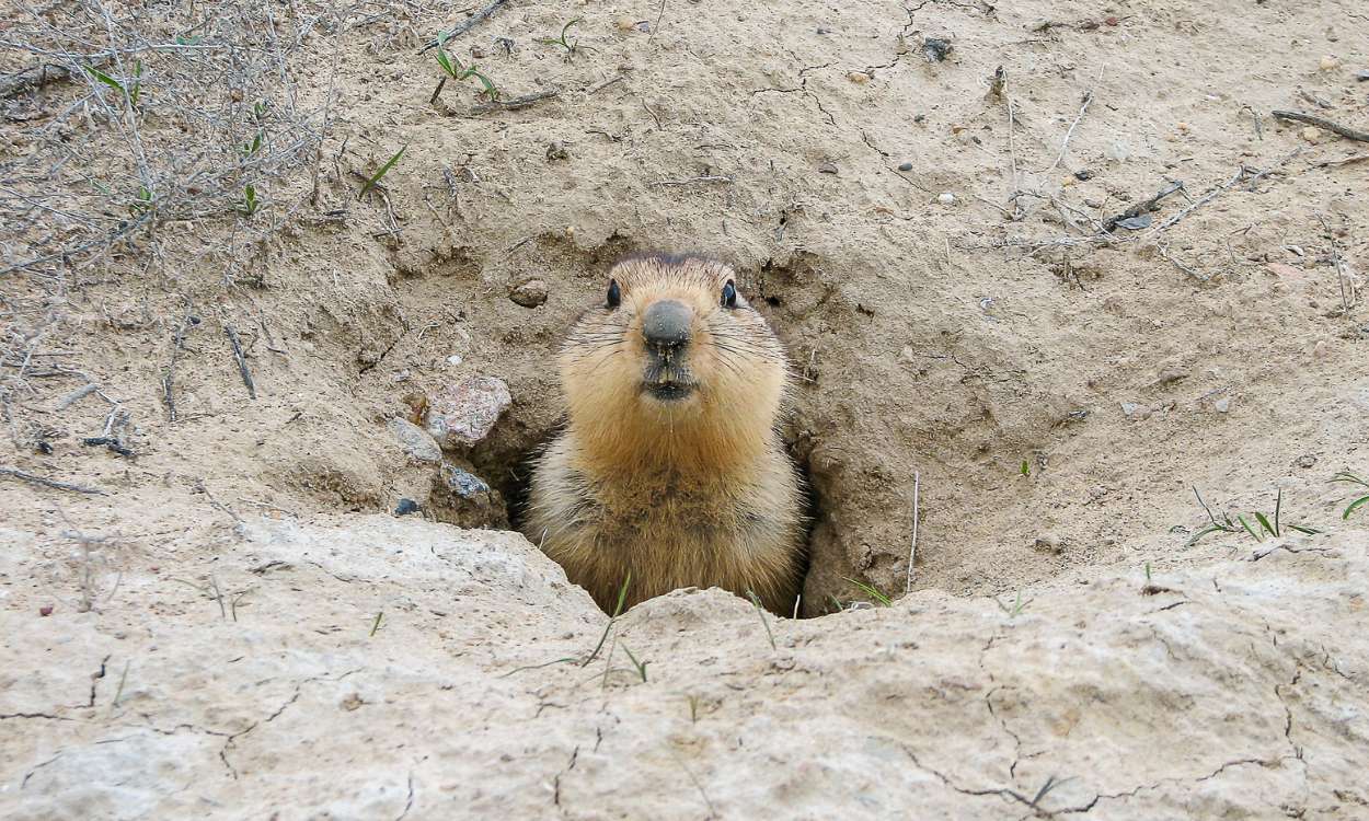 Día de la marmota: ¿qué es y por qué se celebra?