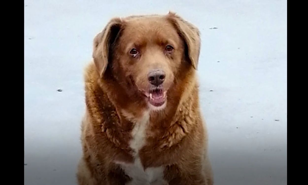 Bobi se convierte en el perro más longevo a sus casi 31 años