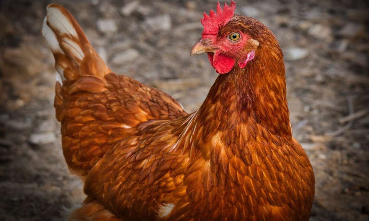 Una niña lleva una gallina viva a clase por error. Pixabay