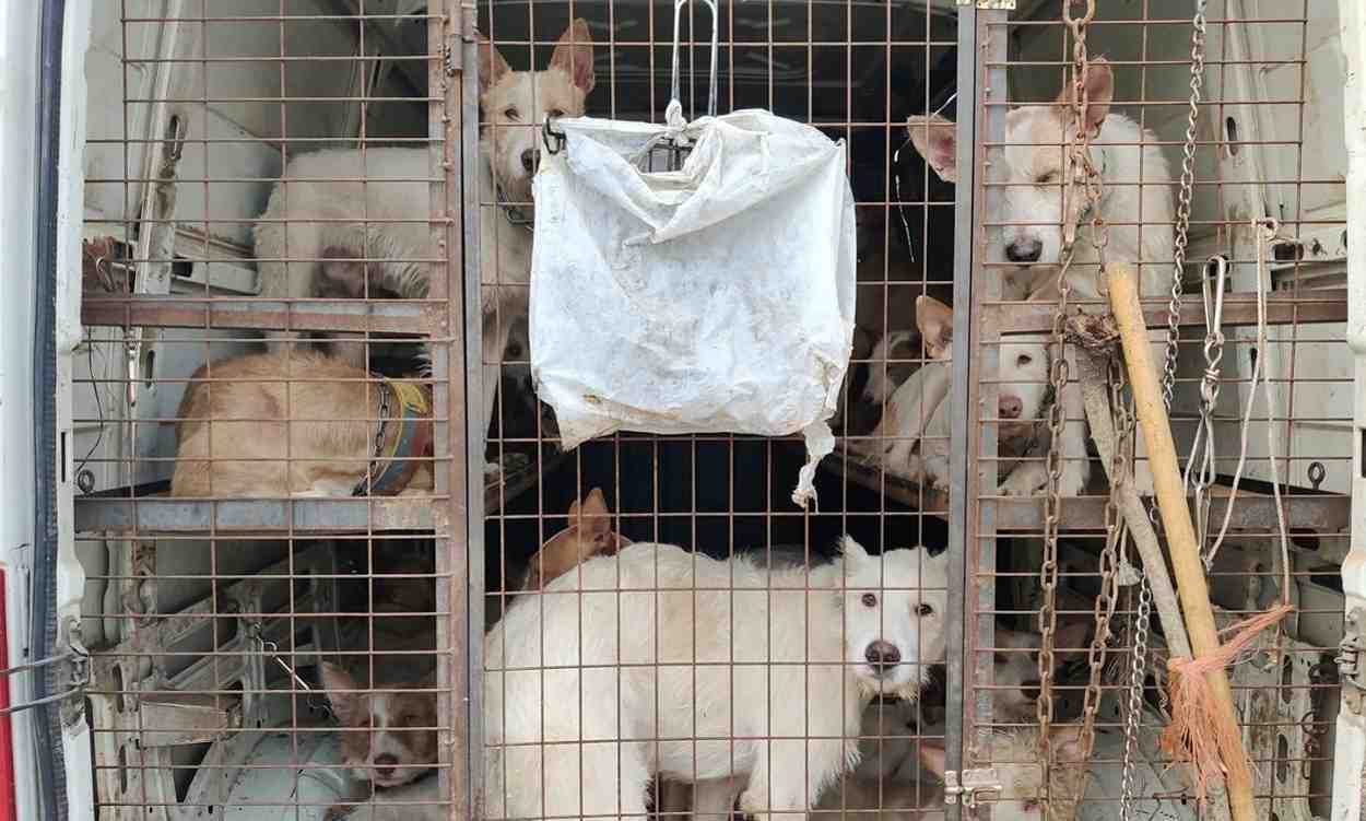 Perros de caza y producción de la ley de bienestar animal. EP