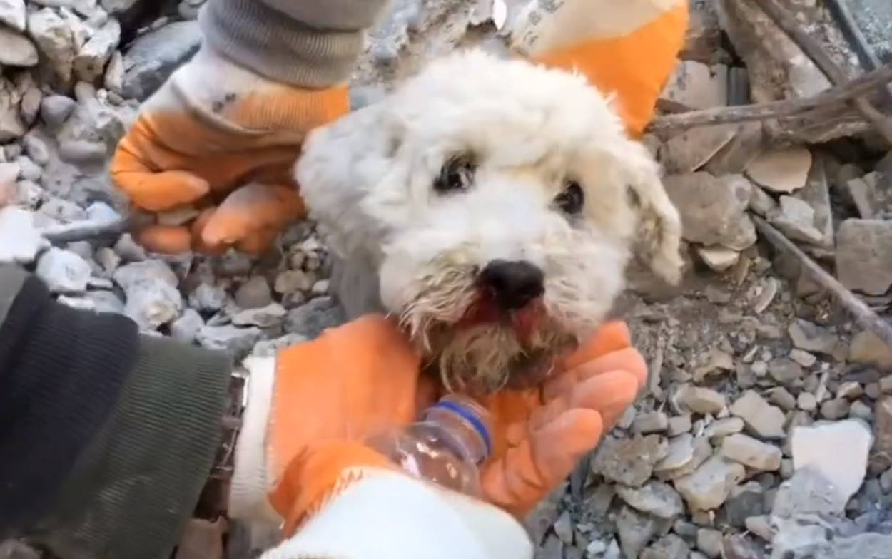 Rescate del perro en Turquía. Twitter