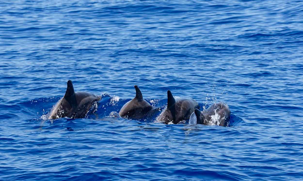 En algunos lugares los delfines y los pescadores colaboran en la pesca y ambos se benefician de esa cooperación