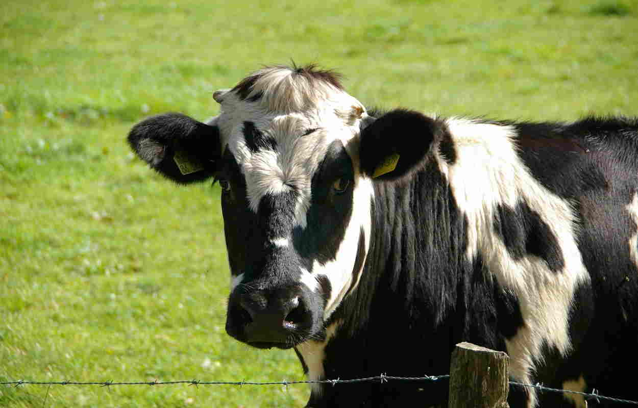 Imagen de archivo de una vaca.