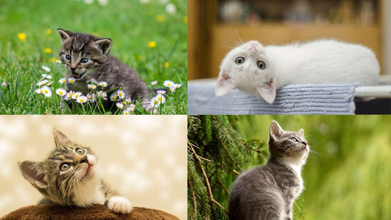 Día Internacional del Gato. Pixabay Día Internacional del Gato. Pixabay