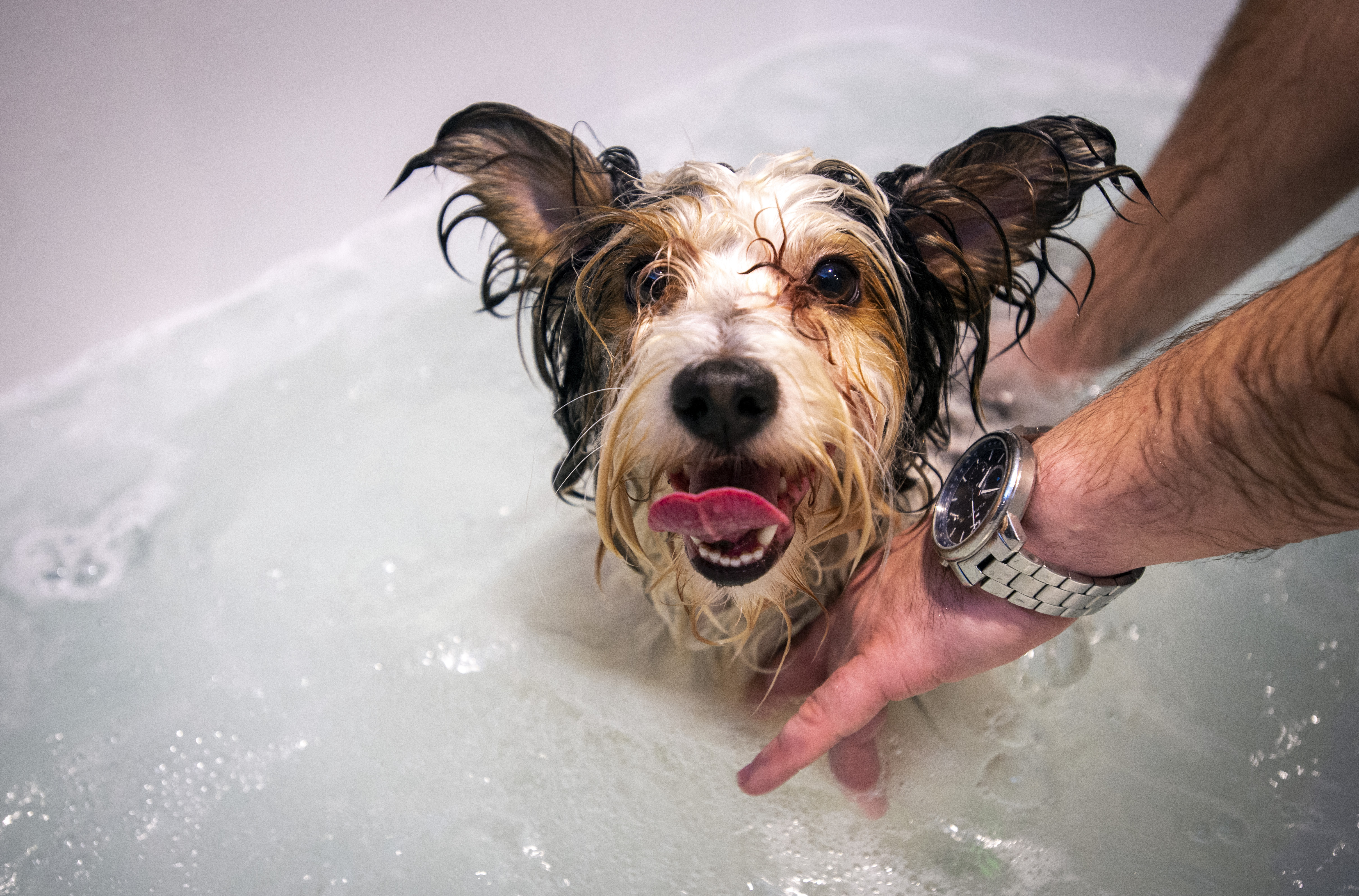 Perro en la bañera. EP